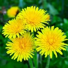 Raw Dandelion Root   Organic   Liver   Detox   Digest   Kidneys   Nutrient Dense