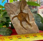 Large Fossil Starfish Geocoma Carinata From Morocco 150 Million Years Old