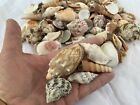 2 Lbs  Large Indo Seashells Sea Shells Best Price Free Ship  