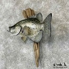  31864 Wc   14  Black Crappie Taxidermy Fish Mount For Sale