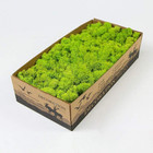 Preserved Reindeer Moss Natural Green Diy Kit Gardenning Art Wall Decor Florist
