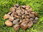Lake Michigan Rocks Lightning Stone Lightning Stones Septarian Nodules 4  20  