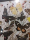 Vintage Framed 16   x12    Butterfly And Moth Specimen Collection     100001 