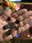 Live Freshwater Aquarium Snails  Dark Shells  Beginner Friendly  Cold Water