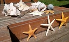 6 Conch Shell   5 Starfish Lot Queen Horned Triton Trumpet King Natural Dried