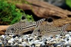 Pack 5  Julii Corydoras  Live Fish