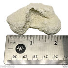 5 Cured Reef Rock Frag Plugs Live Coral Propagation Free Form Aragonite Frag Rox