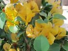 Bougainvillea -  california Gold 
