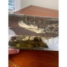 Vintage Taxidermy Rattlesnake In Resin Paperweight Oddities Curiosities Display