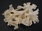 Rarely Seen Beauty   triphyllozoon Moniliferum 66 2mm australia Marine Life