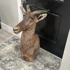 African Tsessebe Taxidermy Mount Massive Trophy Beauty Large Mount