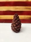 Geocache Pinecone Secret Stash Hide Away Container Hidden Compartment
