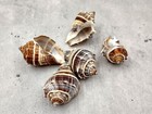 Common Crown Conch Seashells Melongena Corona  5 Shells Approx  1 5  Inches 