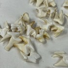 Lot Of 25 Real Coyote Molars Teeth Taxidermy Art Weird Odd Project Unqiue   4076