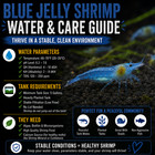 20 4 Blue Jelly Shrimp Live Neocaridina Freshwater Aquarium Shrimp