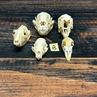 Real 5 Lot Animal Skulls Chicken Mink Opossum Mount Craft Unique Art Head Hobby