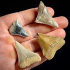 Great White Shark Teeth Lot  99 -1 52  Megalodon Teeth Era Fossil Unrestored