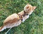 Leather Cat Harness  Harness  escape Proof  Leash Trainer For Cats Collar