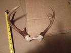 5 Sets Of Deer Antlers