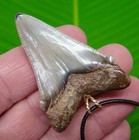 2 20     Angustidens Shark Tooth Necklace Real Fossil  - Megalodon Ancestor