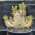 4-5cm Succulent Cactus Plant Pachypodium Densiflorum Brevicalyx Apocynaceae