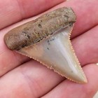 1 11 16  Authentic Fossil Chilean Great White Shark Tooth Fossil Shark Teeth
