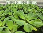 Water Lettuce Pistia Floating Pond Plant Aquarium Plant Easy Live Plant On Sale