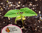 25  Bush Bean Seeds  roma Ii    Heirloom  Non-gmo  Vegetable Gardening Seed  Usa