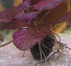 Red Tiger Lotus Sprouted Bulbs Live Aquarium Water Lily Plants Fish Tank Decor