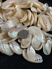 100 Pearl Abalone Shells 1 1 2  To 2  Haliotis Asinina Donkey s Ear Seashells