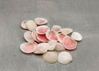 Rose Petal Tellin Seashell Halves Pink  approx  20 Half Shells 0 375  Inches 