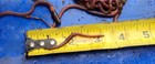 South Carolina Flat Tail Worms 1 Dozen 2 -5  Bait Pet Food Compost All Natural