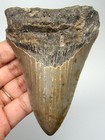 Megalodon Shark Tooth Real Fossil - 3 88  Shark Teeth Megladon - No Restorations