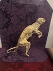Mummified Eastern Gray Squirrel Zombie Real Macabre Unique Taxidermy Oddity