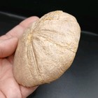 Fossil Clypeus Plotti Echinoid Jurassic Period Uk Sea Urchin 