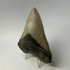 Megalodon Shark Tooth 4 04 Inch Beautiful - Real Fossil - Authentic Teeth 20127