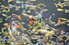 30 Live Guppy Fry 