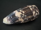 Monster   conus Striatus 99 2mm philippines Seashell