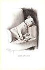 1930s Cecil Aldin Bull Terrier Print Antique Bull Terrier Art Illustration 5921b