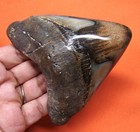 Megalodon Shark Tooth - 3 62  - Real Fossil - Shark Teeth - Megladone 