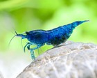     20 Fire Red Shrimps Neocaridina Live Freshwater Shrimps For Aquarium  Fully