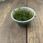 Live Freshwater Aquarium Java Moss Portion Buy 3 Get 1 Free 