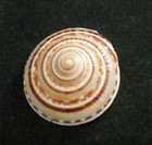 6 Small Sundial Shells Seashells 3 4-1 1 4  Ocean Arts   Crafts Beach Decor