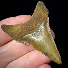 Great White Shark Tooth 1 96  Megalodon Teeth Era Real Fossil Unrestored