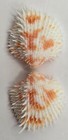 Cardiidae Freneixicardia Victor - 19 40 Mm - Uncommon - Perfect Beauty
