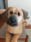 Cuddle Clones Realistic Mature Mixed Breed Dog 26  Large Lifelike    karbon    Plush