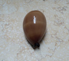F Cypraea Exusta Wow Rare Red Sea Shell Super Natural Glossy 68 7 Mm F     F   