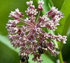 Common Milkweed 100  Seeds   Attracts Monach Butterflies   Ships Free 
