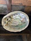 Vintage Large Red Abalone Haliotis Rufescens Sea Shell Seashell 8 5  X 7   