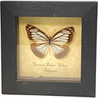 Set Of 3 Real Butterfly Wood Framed Insect Taxidermy Display Collection Wall Art